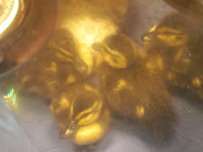 Help the Wellington Bird Rehabilitation Trust!