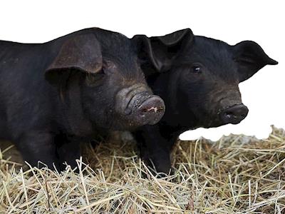Large Black Pigs Need Your Help