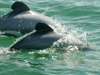 Protect Māui & Hector's Dolphins – Endangered Treasures of Aotearoa