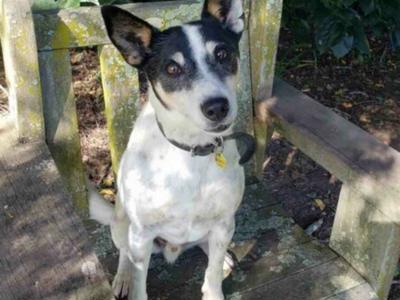 Help Shylo find his Furrever Home