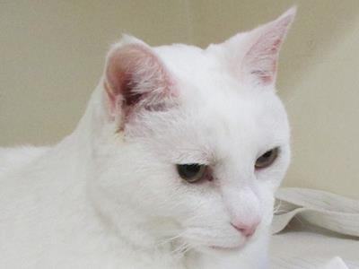 Cosmo is in Emergency Care - please help!