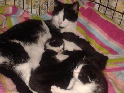 For the Love of Cats Rescue