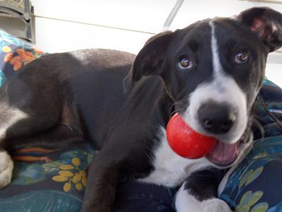 Murphy the rescue dog