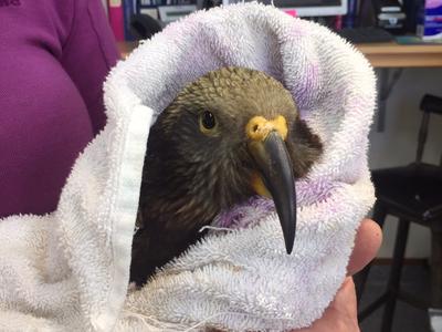 Sick and Injured Kea Need Your Help!