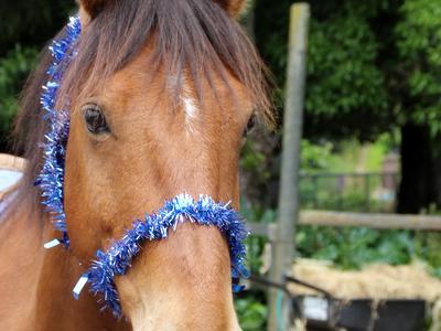 Spread the gift of giving this Christmas!