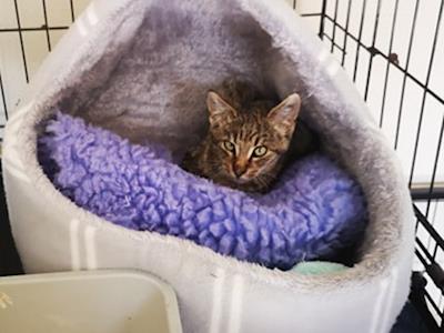 Help Us To Continue Helping Cats And Kittens In Need