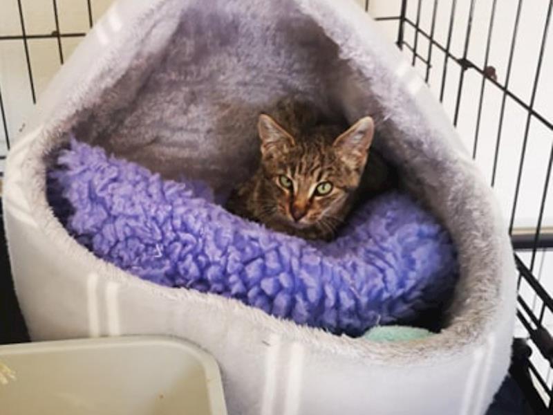 Help Us To Continue Helping Cats And Kittens In Need Givealittle