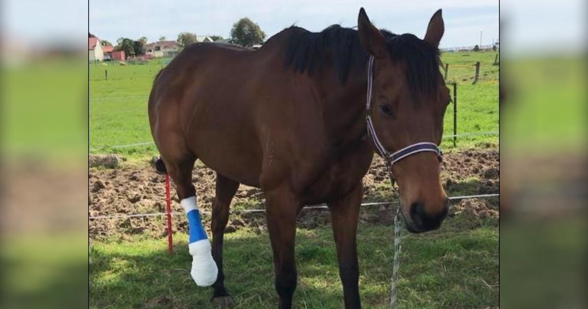 Help heal Cecil please - Givealittle