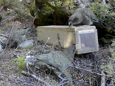 Kea Proofing Kill Traps