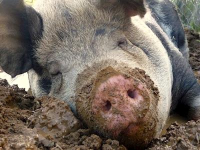 Dig Deep For The Black Sheep