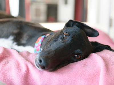 Greyhounds As Pets (GAP) Annual Appeal 2024