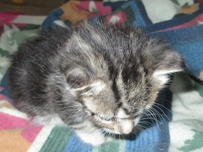 StreetCats - Feeding, Desexing, relocating or rehoming