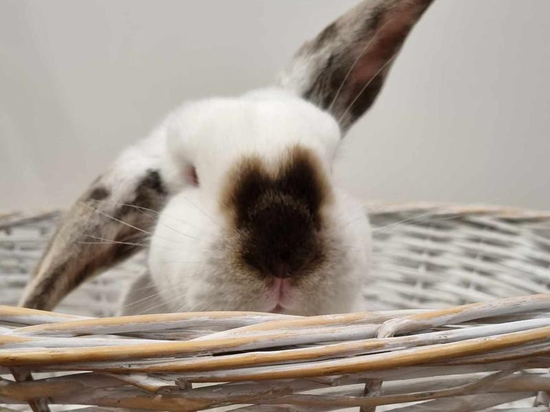 RABBIT RESCUE - Updates - Givealittle