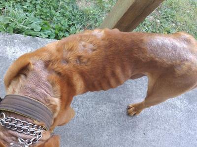 Dogue de bordeaux Club