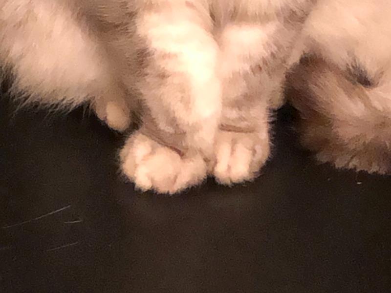 cat broken front paw