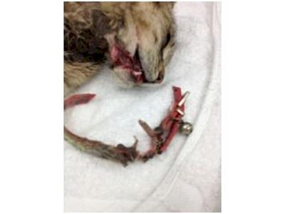 Help Silky with her Horrific Jaw Injury