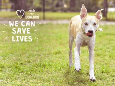 Animal Rescue Fundraiser!