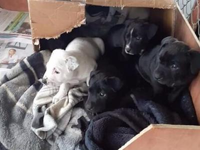 Help put a wag in their tail