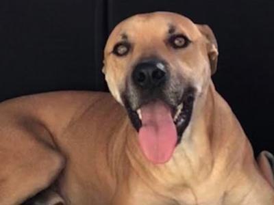 Save dogs as your wedding gift to Anna and Phil xx