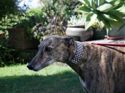 Greyhound Facebook Adverts Fundraiser