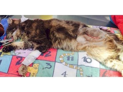 Rear Leg Amputation for Little Grey