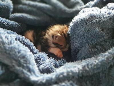 Help to save animals for RRR Tauranga