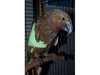 WildCare - Avian Wildlife Rehabilitation Trust