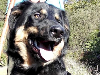 Opotiki SPCA fostered dog Nikau requires an operation to remove teeth to help him realign his jaw.