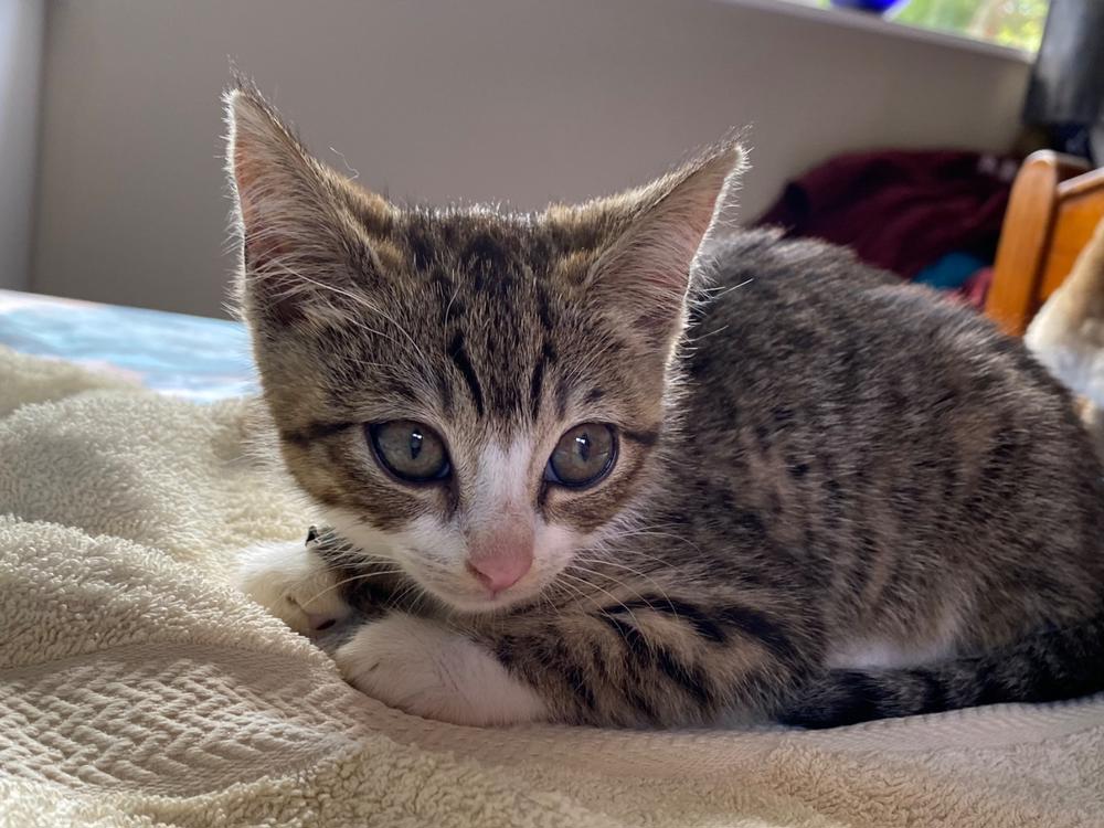 Pneumonia kitten needs your help! - Givealittle