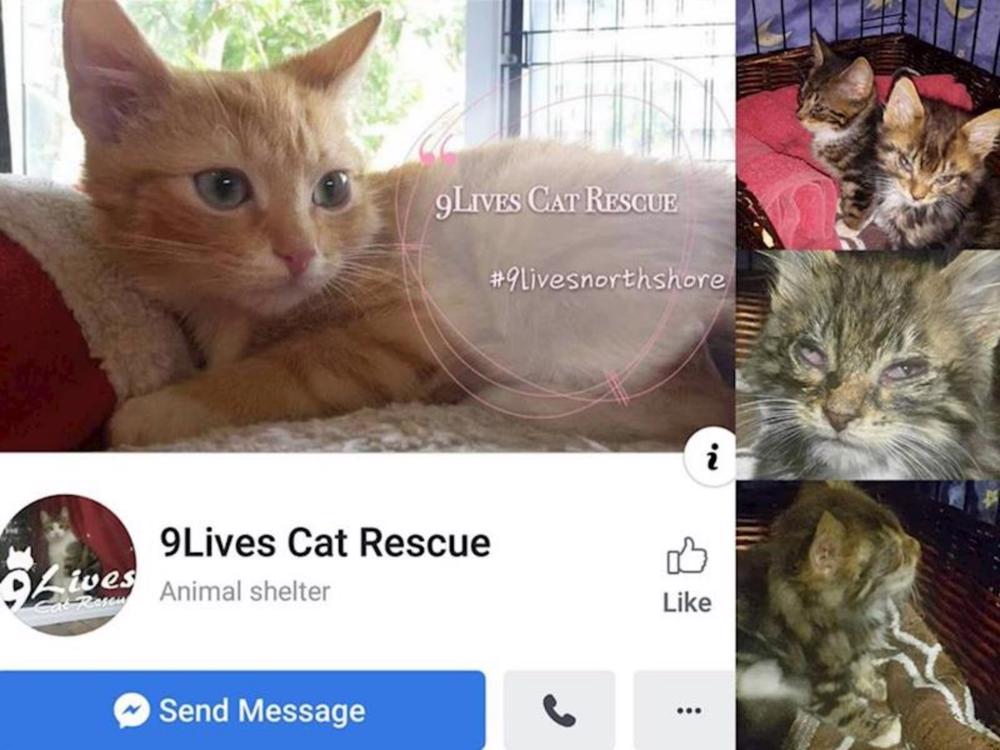 9 lives best sale cat rescue