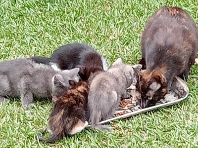 Brave Paws need your help!