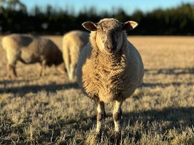 Canterbury Tails Animal Rescue