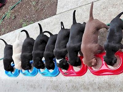 RDR Diamonds nine puppies