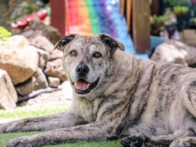 The BARK Buddy rainbow bridge garden