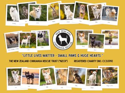 New Zealand Chihuahua Rescue Trust