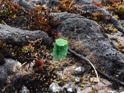 Fundraising for Protect Rakiura Trust