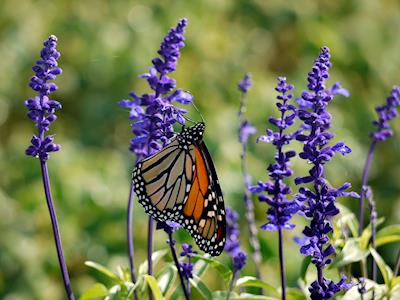 Butterflies Need Nectar!