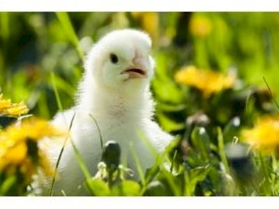 Collecting for SAFE - Christmas 2010