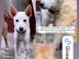 Help the stray, sick and injured animals of Bali's avatar