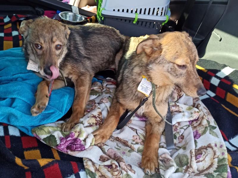 HELP ABANDONED ANIMALS IN UKRAINE Updates Givealittle