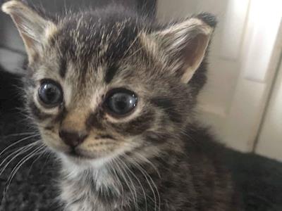 Perseus needs help with his kidneys