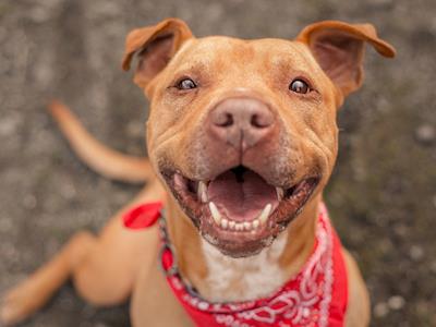 Help Eradicate Parvo in New Zealand! 