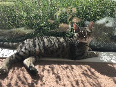 Help Heidi with her Luxating Patella's