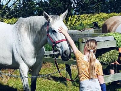 Tsunami, wonderful Riding for the Disabled horse, needs your help to fight pre-cancerous melanoma