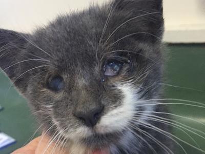 Soren needs our help! 