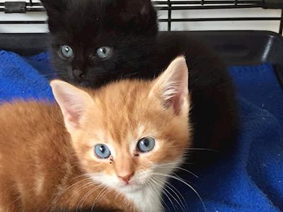 Sky and Archie Need Help with Surgery!