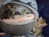 Please Help us Help and control the wild cat population in Motueka's avatar