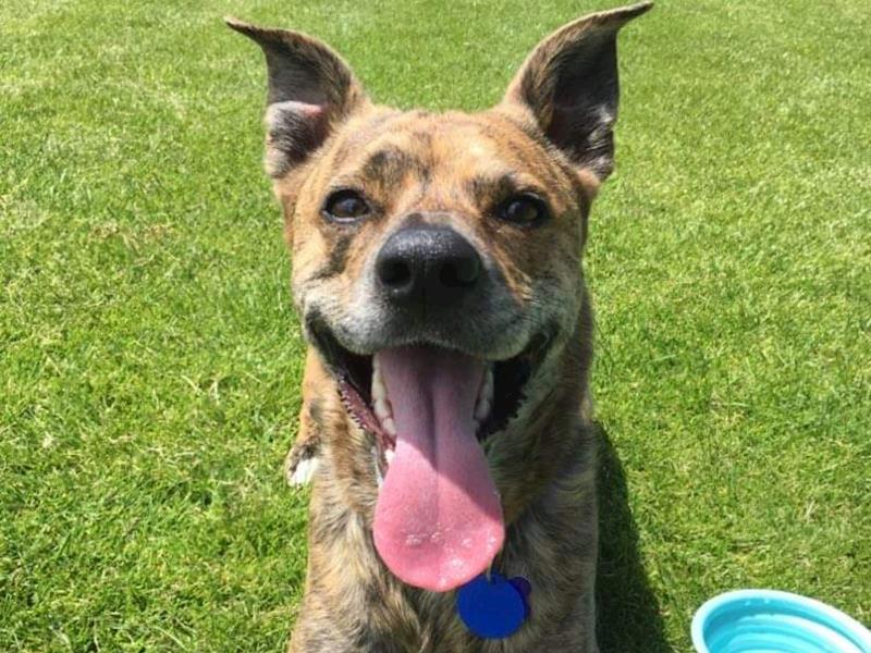 Cora can get fixed!! - Help Cora Run Free - Givealittle