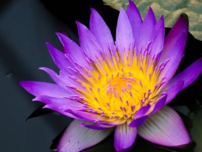 IMAgEN8 2025 fundraiser