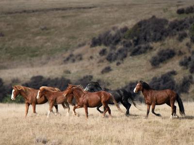 Galloping for Good - Abby & Mikaele's half-marathon for the horses